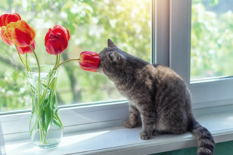 Are tulips toxic to cats? Are tulips poisonous to cats?