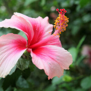 Hibiscus, Hibiscus Flower, Hibiscus Plant, Hardy Hibiscus, Tropical Hibiscus