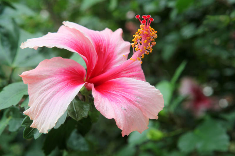 Hibiscus, Hibiscus Flower, Hibiscus Plant, Hardy Hibiscus, Tropical Hibiscus