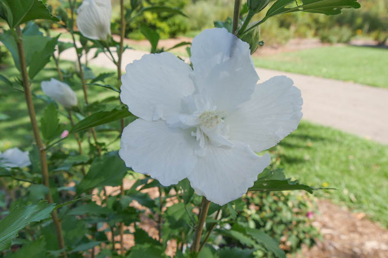 Hibiscus syriacus White Pillar, Rose of Sharon White Pillar, Shrub Althea White Pillar, Flowering Shrub, White flowers, White Hibiscus