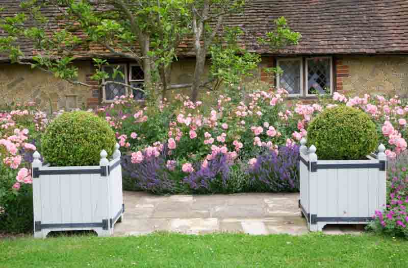 Garden ideas, Border ideas, Path Ideas, Hedge Ideas, Lavender Hidcote, Rose Bonica, Lavandula angustifolia Hidcote, Rosa 'Bonica', Garden Path, Lavender Hedge, Roses for hedges, Rosa 'Demon', Rosa 'Bonica '82', Rosa 'Meidomonac', Floribunda Rose 'Bonica',