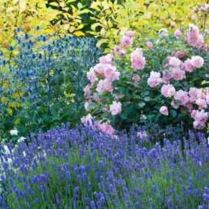 Plant Combinations, Flowerbeds Ideas, Summer Borders, Fragrant Borders, Rose 'Felicia', Eryngium zabellii 'Big Blue', Lavandula angustifolia 'Lavenite Petite', Dianthus 'Mrs Sinkins', Dianthus Memories, Sea Holly Big Blue, Eryngium Big Blue, Lavender Lave