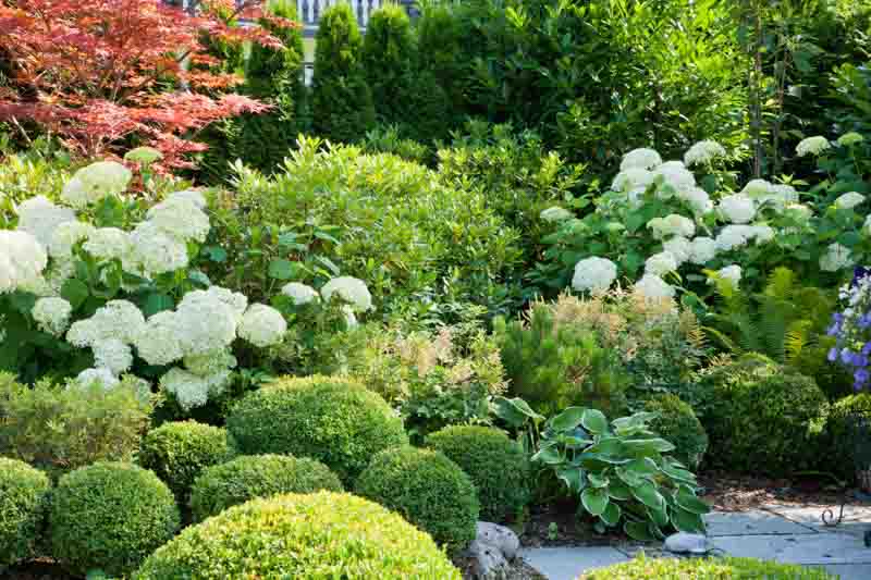 Garden Ideas, Border ideas, Perennial Planting, Perennial combination, Spring Borders, Summer Borders, Fall Borders, Shade gardens, Bxwood, Buxus, Hydrangea Annabelle, Astilbe, Hosta