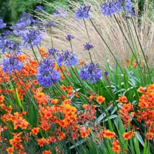 Garden Ideas, Border ideas, Perennial Planting, Perennial combination, Summer Borders, Fall Border, Crocosmia Lucifer, Montbretia Lucifer, Agapanthus Loch Hope, Crocosmia Bright Eyes, Chionochloa rubra,Red Tussock Grass