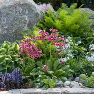 Garden Ideas, Border ideas, Perennial Planting, Perennial combination, Spring Borders, Summer Borders, Bog Gardens, Shade gardens, Candelabra primroses, Candelabra Primulas, Ostrich Fern, Phlox divaricata, Primula japonica, Ajuga