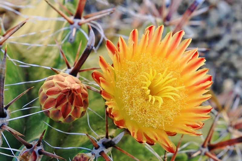 Twisted Barrel Cactus, Barrel Cactus, Cactus Flower, Ferocactus herrerae