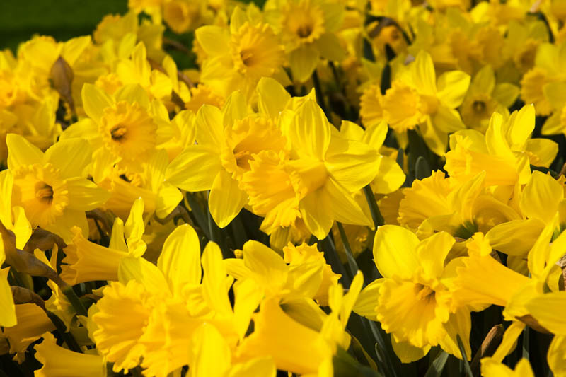 Daffodil Marieke, Trumpet Daffodil, Yellow Daffodil