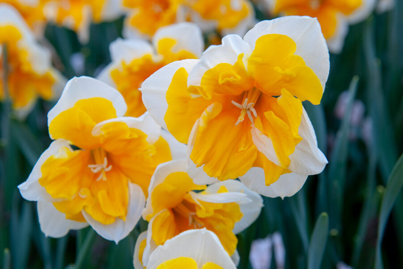 Daffodil Orangery, Split Corona Daffodil, Butterfly Daffodil, Orange Daffodil