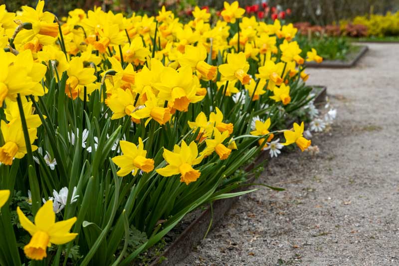 Daffodil, Daffodils, Daffodil Flower, Daffodil Bulbs, Spring Flowers