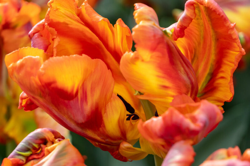 Tulip Rasta Parrot, Rasta Parrot Tulip, Parrot Tulips, Yellow Tulips, Orange Tulips