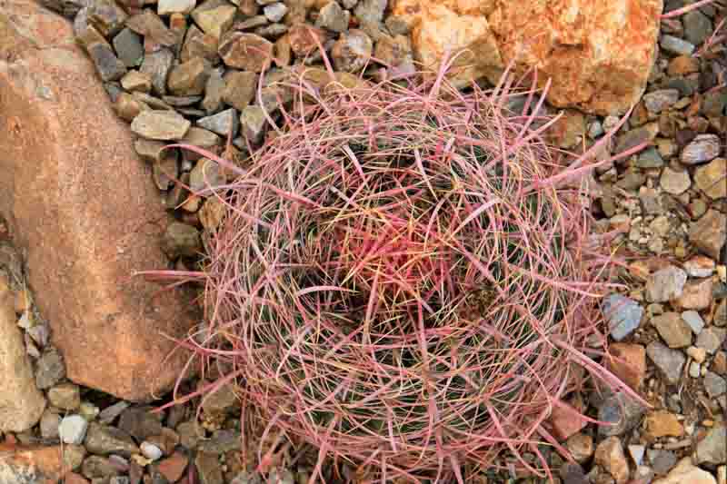 California Barrel Cactus, Barrel Cactus, Ferocactus cylindraceus