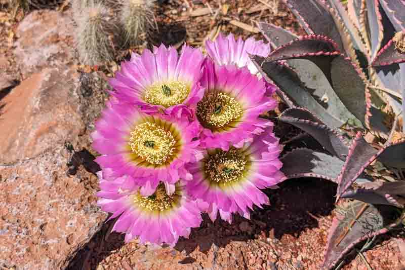 Lace Cactus, Hedgehog Cactus, Lace Hedgehog Cactus, Echinocereus reichenbachii