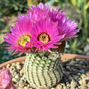 Lace Cactus, Hedgehog Cactus, Lace Hedgehog Cactus, Echinocereus reichenbachii