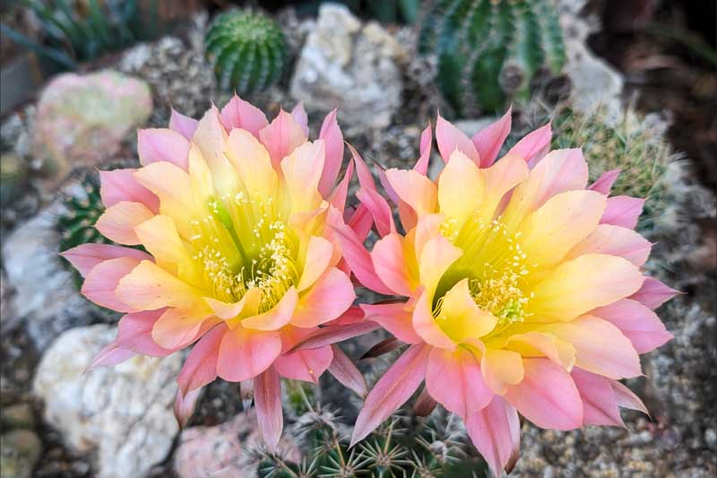 Flowering Cactus, Cactus Flower, Echinopsis, Echinopsis Napae