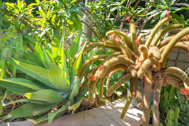 Golden Rat Tail Cactus, Cleistocactus winteri, Golden Rat Tail, Cactus, Cactus Plant