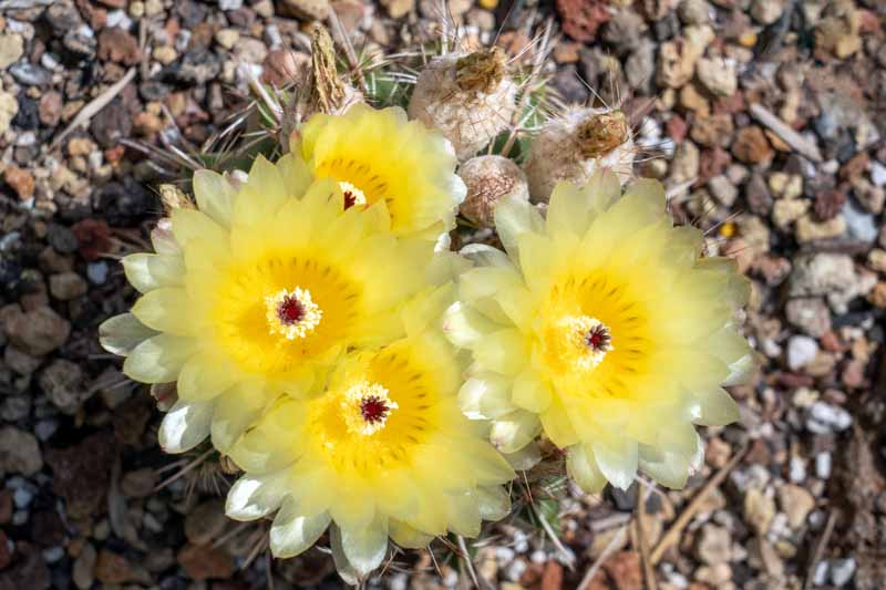 Tom Thumb Cactus, Lemon Ball Cactus, Parodia mammulosa, Notocactus mammulosus, Cactus, Cactus Plant