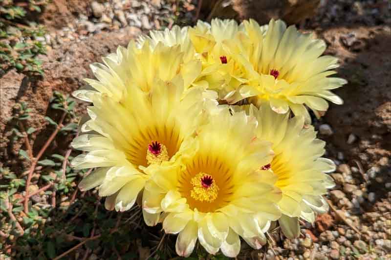 Tom Thumb Cactus, Lemon Ball Cactus, Parodia mammulosa, Notocactus mammulosus, Cactus, Cactus Plant