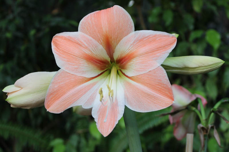 Amaryllis 'Apricot Parfait'