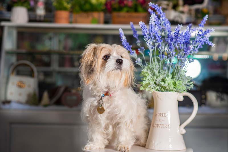 Lavender, Lavender toxic to dogs, Lavender flowers, Lavender Plant