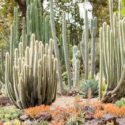 Desert Plants, Desert Garden, Cactus, Succulents, Flowers, Heat Tolerant, Drought Tolerant