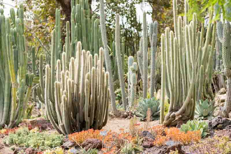 Desert Plants, Desert Garden, Cactus, Succulents, Flowers, Heat Tolerant, Drought Tolerant