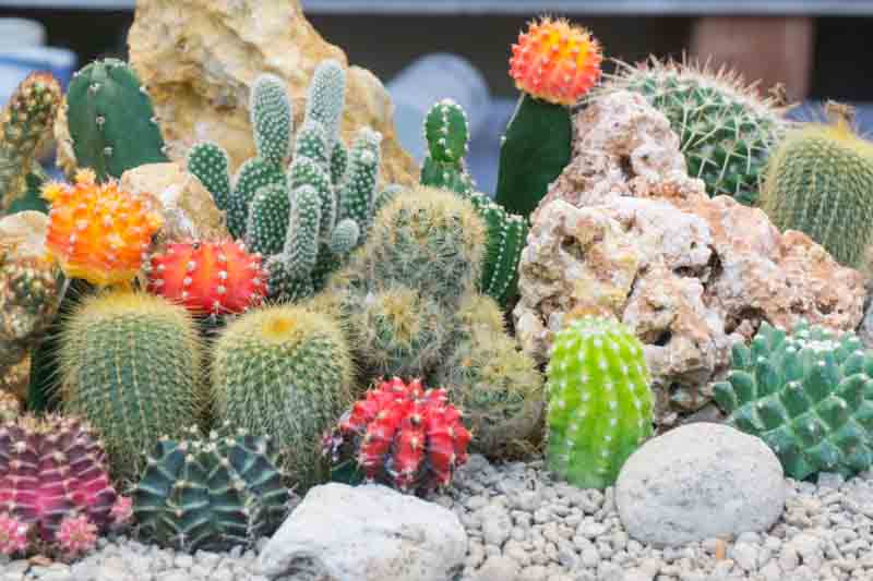 Cactus, Cactus Plant, Cactus Flower, Cactus Plants, Types of Cactus