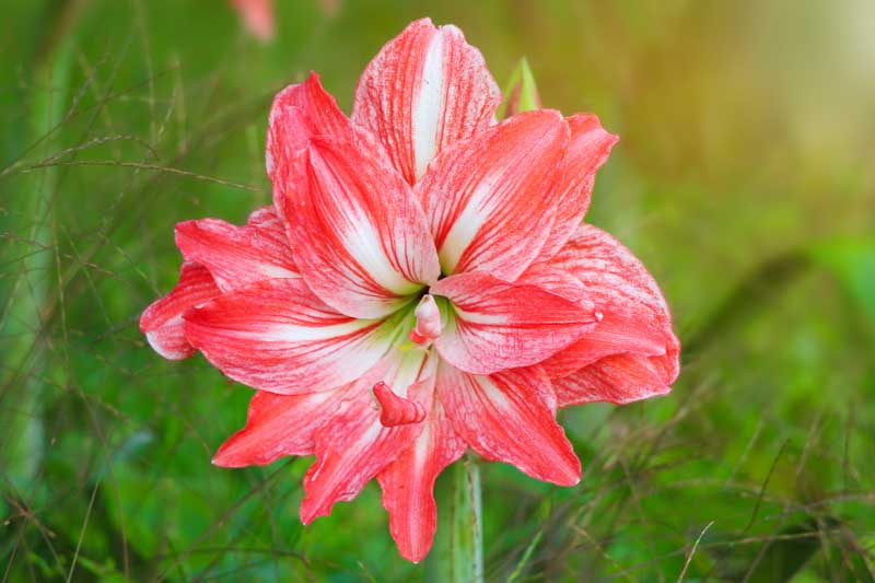 amaryllis Lady Jane, Red Amaryllis