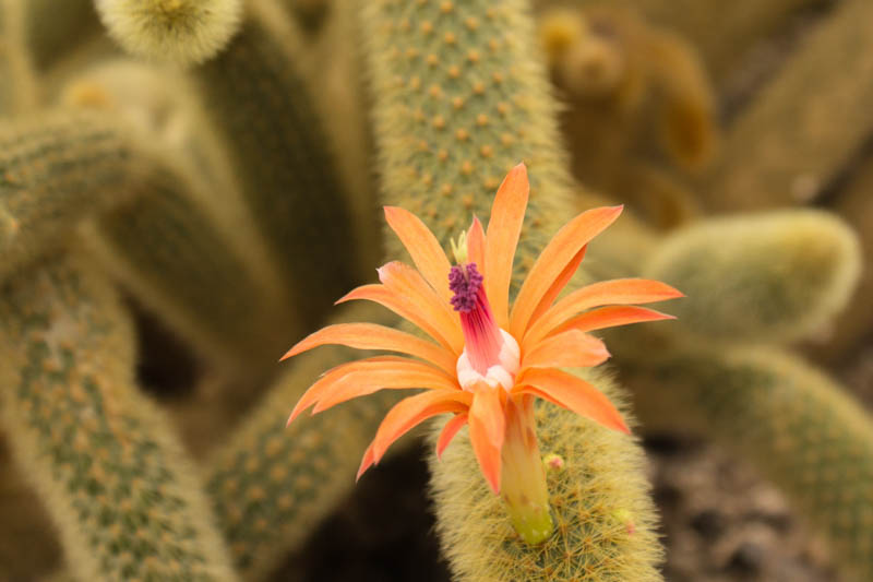 Golden Rat Tail Cactus, Cleistocactus winteri, Golden Rat Tail, Cactus, Cactus Plant