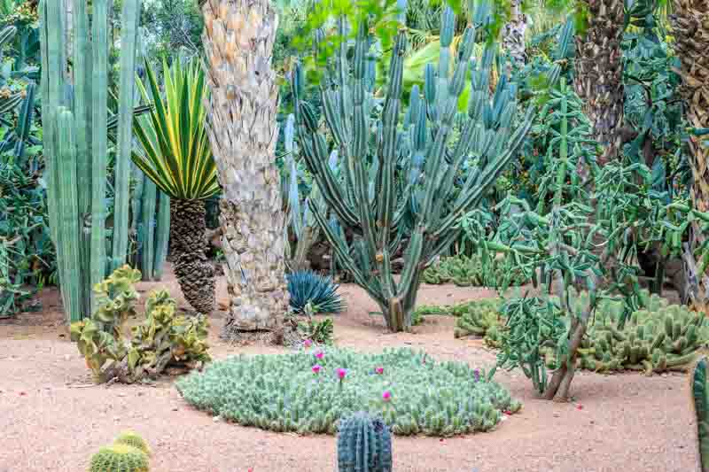 Desert Garden, Cactus Plants,