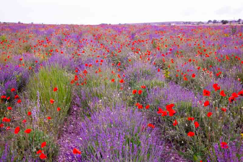 Lavender, Lavender Field, Poppies, Lavender Flowers,