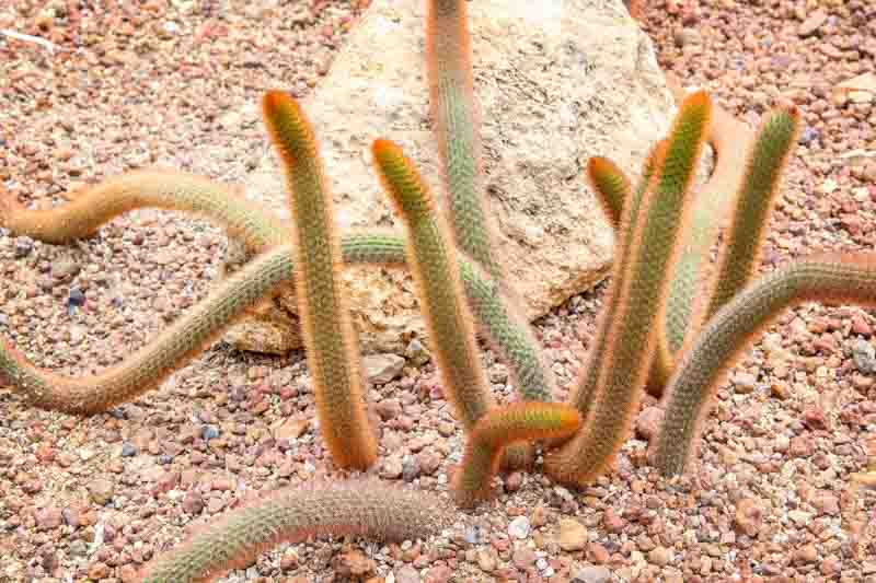 Golden Rat Tail Cactus, Cleistocactus winteri, Golden Rat Tail, Cactus, Cactus Plant