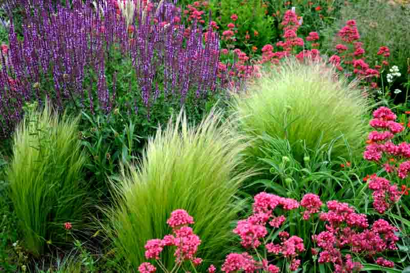 Garden design, Drought Tolerant Garden, Valerian, Sage, Feather Grass, Salvia, Stipa, Centranthus