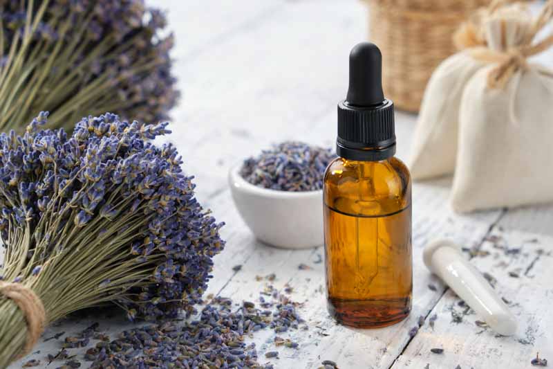 Lavender Oil, Lavender Essential Oil, How to make Lavender Oil, Lavender Flowers, Lavender Plants, Lavender Benefits