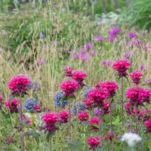 Bee Balm, Allium, Tufted Hair Grass, Summer Garden, Spring Garden