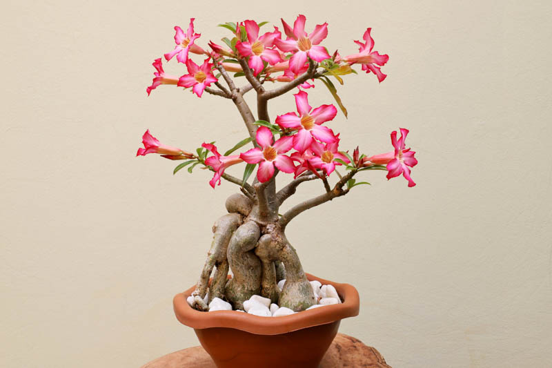 Desert Rose, Adenium obesum, Desert Azalea, Bonsai Desert Rose
