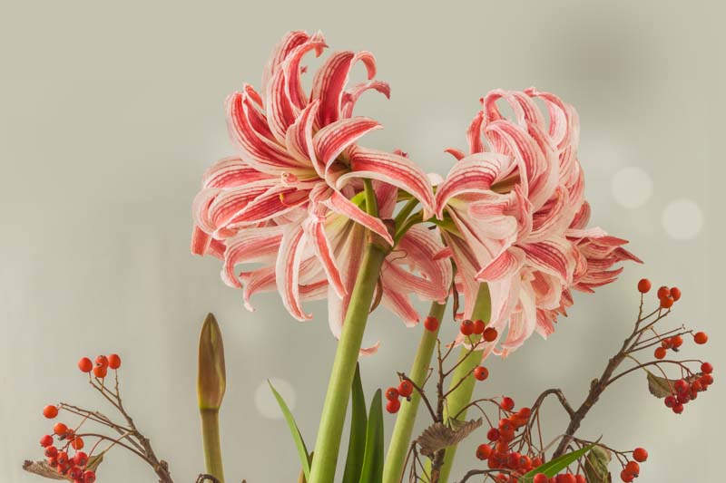 Amaryllis Doublet