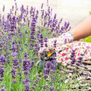 Harvesting Lavender, Pruning Lavender, Cutting Lavender, Lavender Plants, Lavender Flowers,