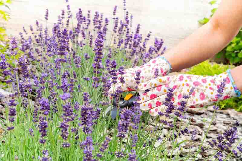 Harvesting Lavender, Pruning Lavender, Cutting Lavender, Lavender Plants, Lavender Flowers,