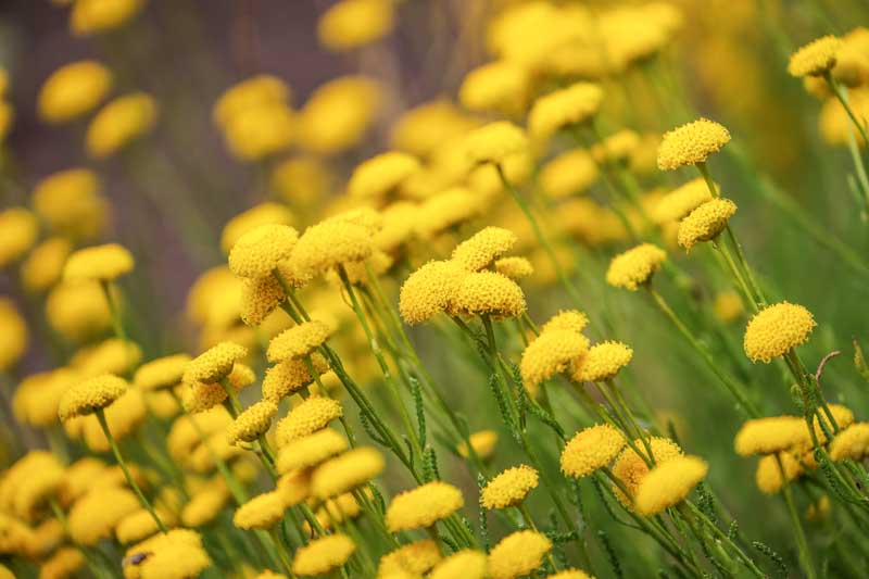 Green Santolina, Santolina rosmarinifolia, Drought Tolerant Plant, Mediterranean Plant, Yellow Flowers, Evergreen Plant