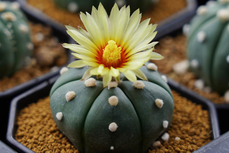 Sand Dollar Cactus, Star Cactus, Sea Urchin Cactus, Star Peyote, astrophytum asterias,