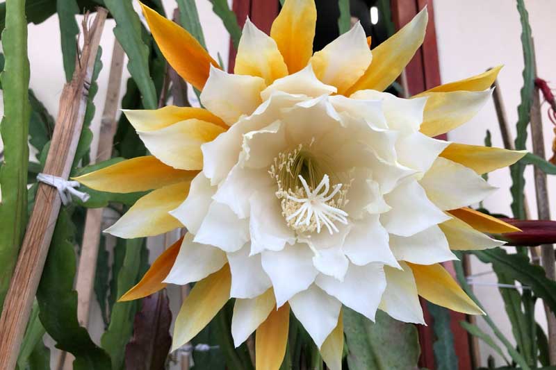 Orchid Cactus, Epiphyllum, Orchid Cacti, Cactus Flowers, Flowering Cactus