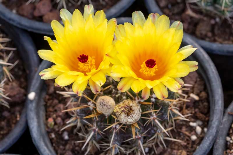 Tom Thumb Cactus, Lemon Ball Cactus, Parodia mammulosa, Notocactus mammulosus, Cactus, Cactus Plant