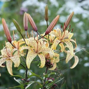 White Tiger Lily, Tiger Lily, Lilium Lancifolium, Lilium Tigrinum, Lily, Lilies, Summer Bulb