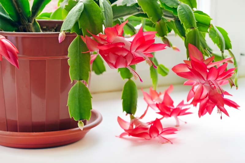 Christmas cactus, Schlumbergera