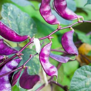 Hyacinth Bean, Hyacinth Bean Vine, Hyacinth Beans, Indian Bean, Lablab