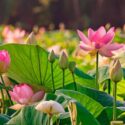 Lotus flower, Lotus, Nelumbo nucifera, Aquatic Flower, Pink Flower