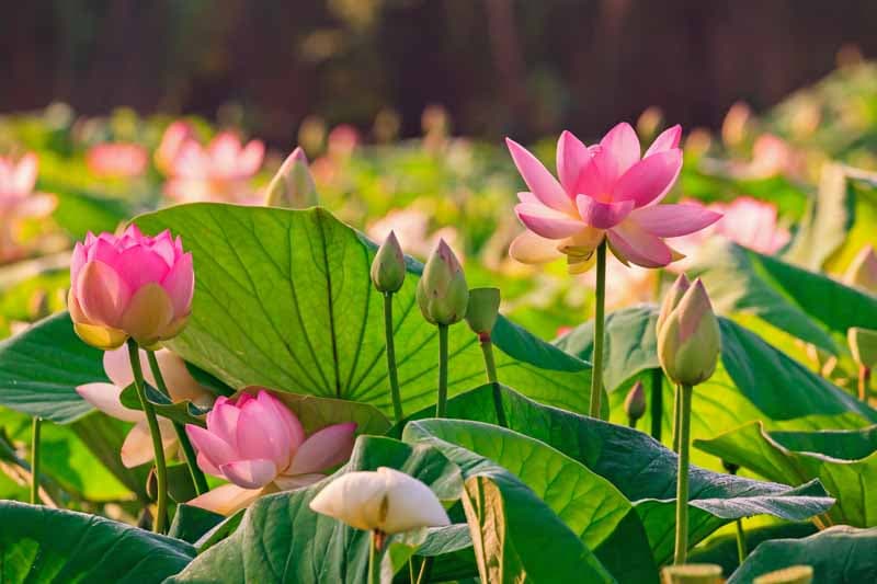 Lotus flower, Lotus, Nelumbo nucifera, Aquatic Flower, Pink Flower