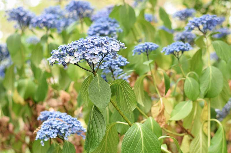 Hydrangea is wilting, Wilting Hydrangea, Hydrangea care