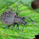 Black vine weevil, Otiorhynchus sulcatus, Plant Pest