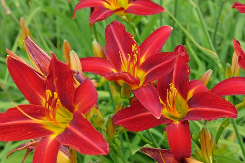 Red Flowers, Red Flower, Red Daylily, Stafford daylily, Hemerocallis Stafford